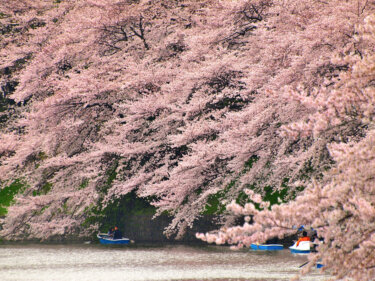 早朝の千鳥ヶ淵で桜を見てきました。