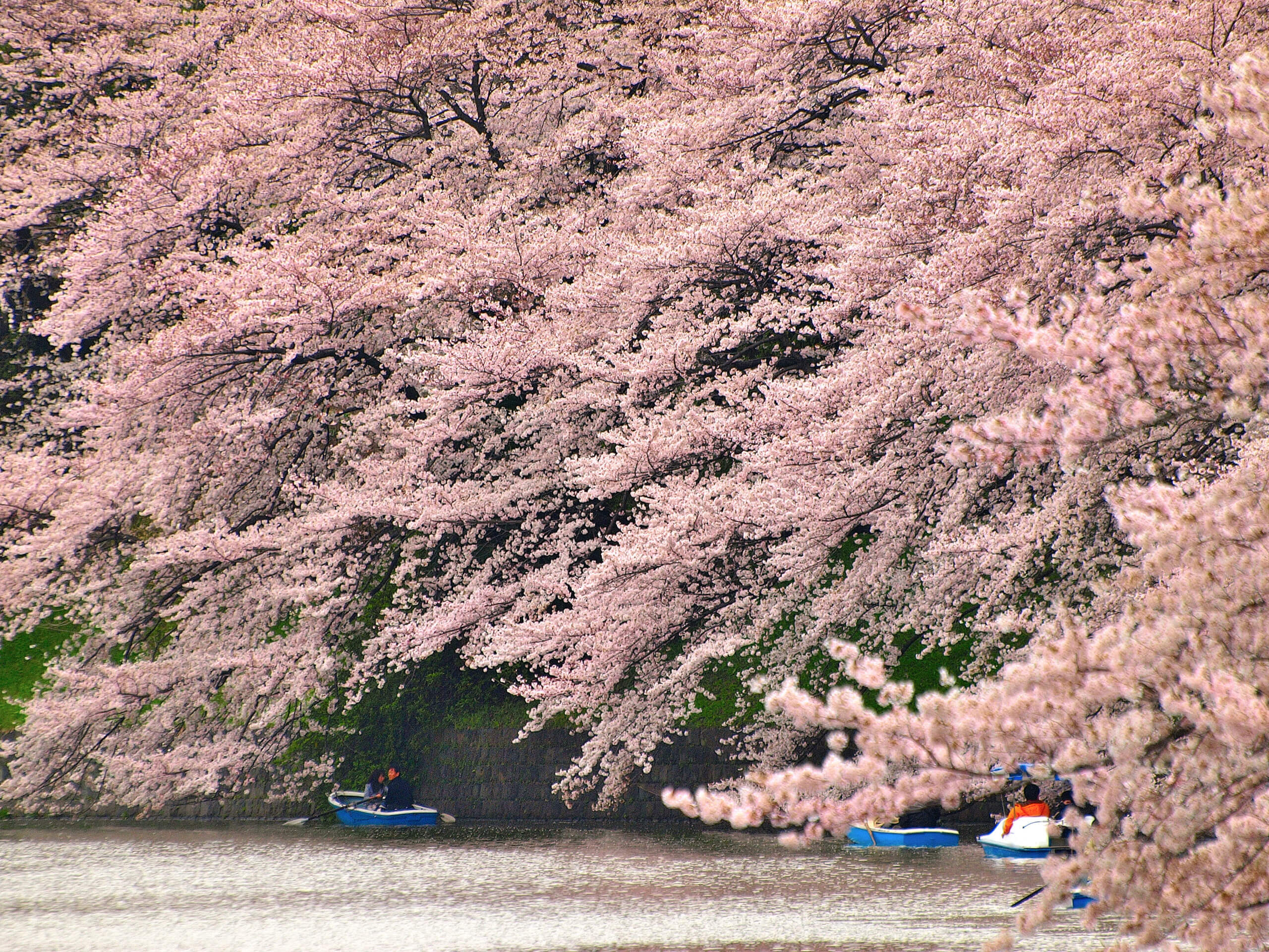 早朝の千鳥ヶ淵で桜を見てきました 散策同好会 旅の軌跡と備忘録
