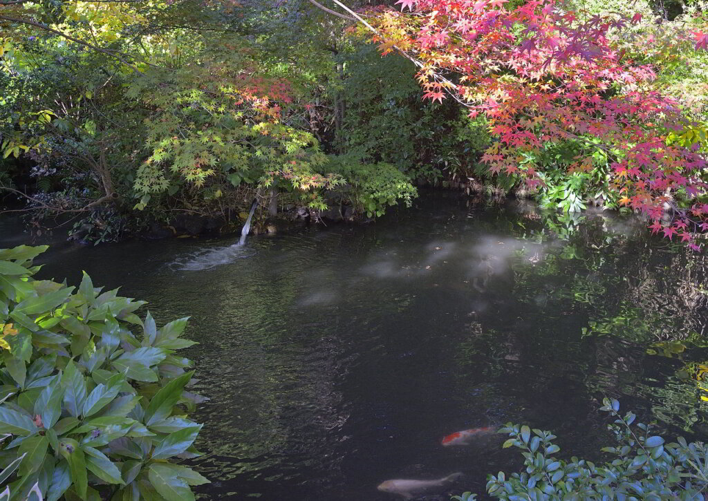 関口芭蕉庵　ひょうたん池