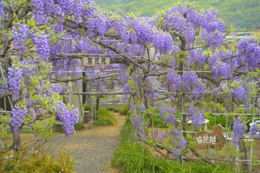 笠岡の藤花苑で、だるま藤を観賞してきました。