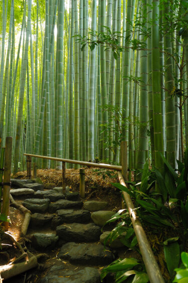 報国寺 (鎌倉)   【 竹林の中で抹茶をいただける閑静な古刹 】