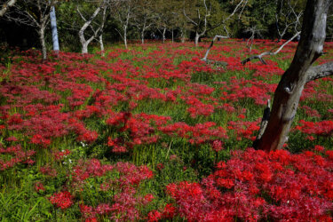 辻ヒガンバナの群生地 （三次市） ～立ち枯れの木立とヒガンバナのコントラスト～