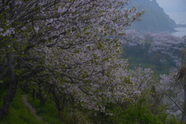 赤穂東御崎公園の桜 ～霧の立ち込める桜林を散策～