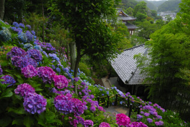 長谷寺(鎌倉)で紫陽花を見てきました【 湘南を眺望できる鎌倉有数の古刹 】