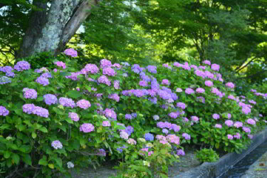 全長寺（滋賀県長浜市）　～紫陽花が綺麗な湖北の古刹～