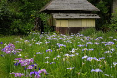 西新宿おじいちゃんとおばあちゃんの花しょうぶ園 ( 兵庫県佐用町 )　