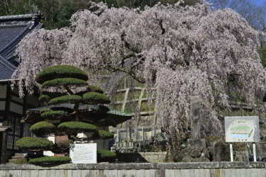 （広島県庄原市）蓮照寺で枝垂れ桜を見てきました。