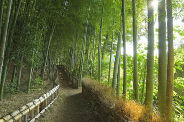 竹林公園（東京都東久留米市）に行ってきました。