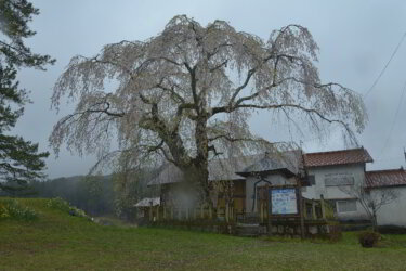 地久院のしだれ桜（広島県北広島町）を観賞して来ました。