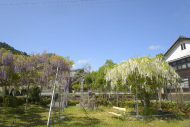 普門寺（京都府福知山市）に参拝して野田藤と白藤の花を観賞して来ました。