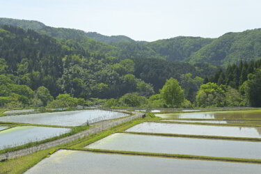 横尾の棚田(鳥取県岩美町)に行ってきました。