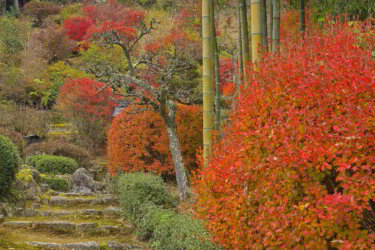 達身寺（兵庫県丹波市）に参拝して紅葉を見てきました。