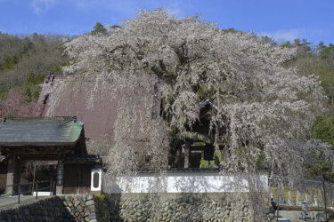 光福寺（兵庫佐用町）に参拝して枝垂れ桜を観賞して来ました。