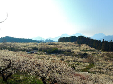 箕郷梅林【群馬県高崎市】で梅の花を見てきました。