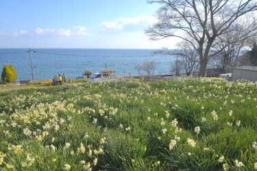 やぶ椿と水仙の里(広島県福山市)に行ってきました。