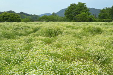 天意の里ハーブガーデン（広島県北広島町）でカモミールの花畑を見て来ました。