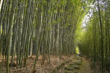 京都市洛西竹林公園（京都府京都市西京区）に行ってきました。