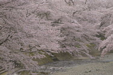七谷川沿いの和らぎの道(京都府亀岡市)で桜を見てきました。