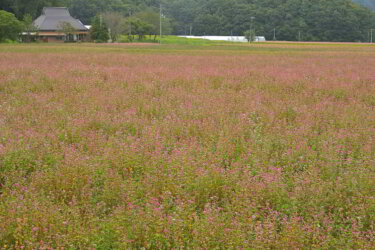 赤そばの里 （広島県北広島町）で赤蕎麦の花を見てきました。