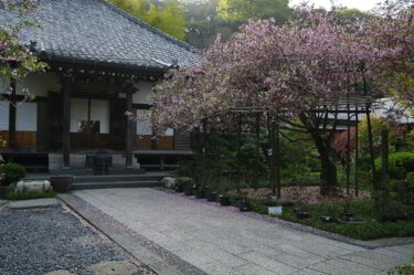 光則寺【 神奈川県鎌倉市 】に参拝してカイドウの花を観賞して来ました。