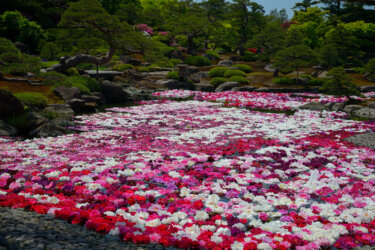 由志園（島根県松江市）で池泉牡丹を見てきました。