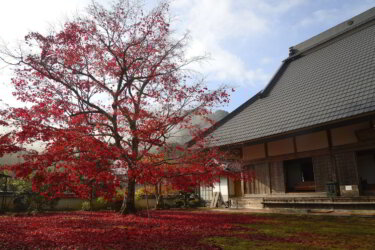 三寳寺（兵庫県丹波市）に参拝して紅葉を観賞して来ました。