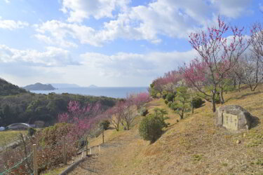冠山総合公園（山口県光市）と梅の里を散策して梅を見てきました。