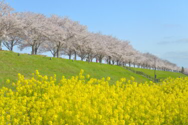 おの桜づつみ回廊（兵庫県小野市）を散策してきました。