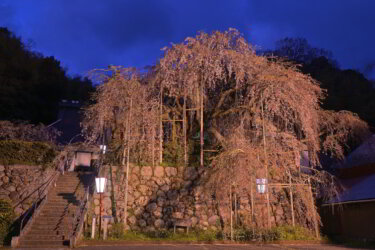 瑠璃寺（京都府舞鶴市）で「吉田の枝垂れ桜」を見てきました。