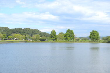 平池公園（兵庫県加東市）で蓮の花を見てきました。