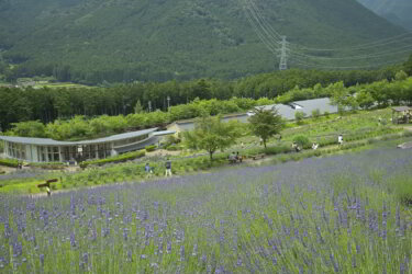 ラベンダーパーク多可（兵庫県多可町）に行ってきました。