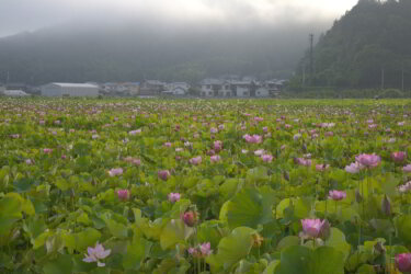 蓮の花苑（兵庫県姫路市）に行ってきました。