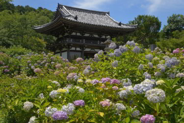 丹州観音寺（京都府福知山市）に参拝して紫陽花を見てきた感想と現地レポート