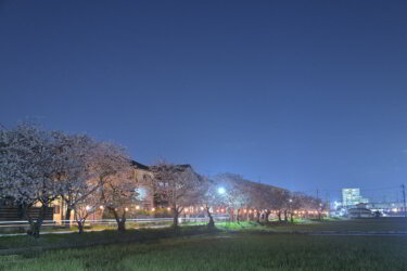 茶屋町の桜並木（倉敷市茶屋町）～下津井電鉄の沿線跡に延びる桜並木～