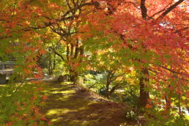 桂谷寺（丹波市春日町）に参拝して紅葉を観賞してきた感想と現地レポート