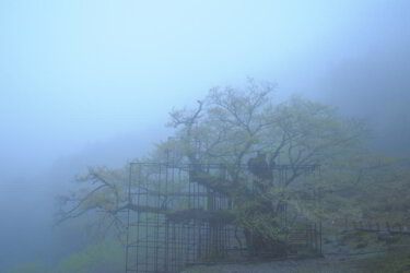 樽見の大桜（兵庫県養父市大屋町）に訪れた感想と現地レポート